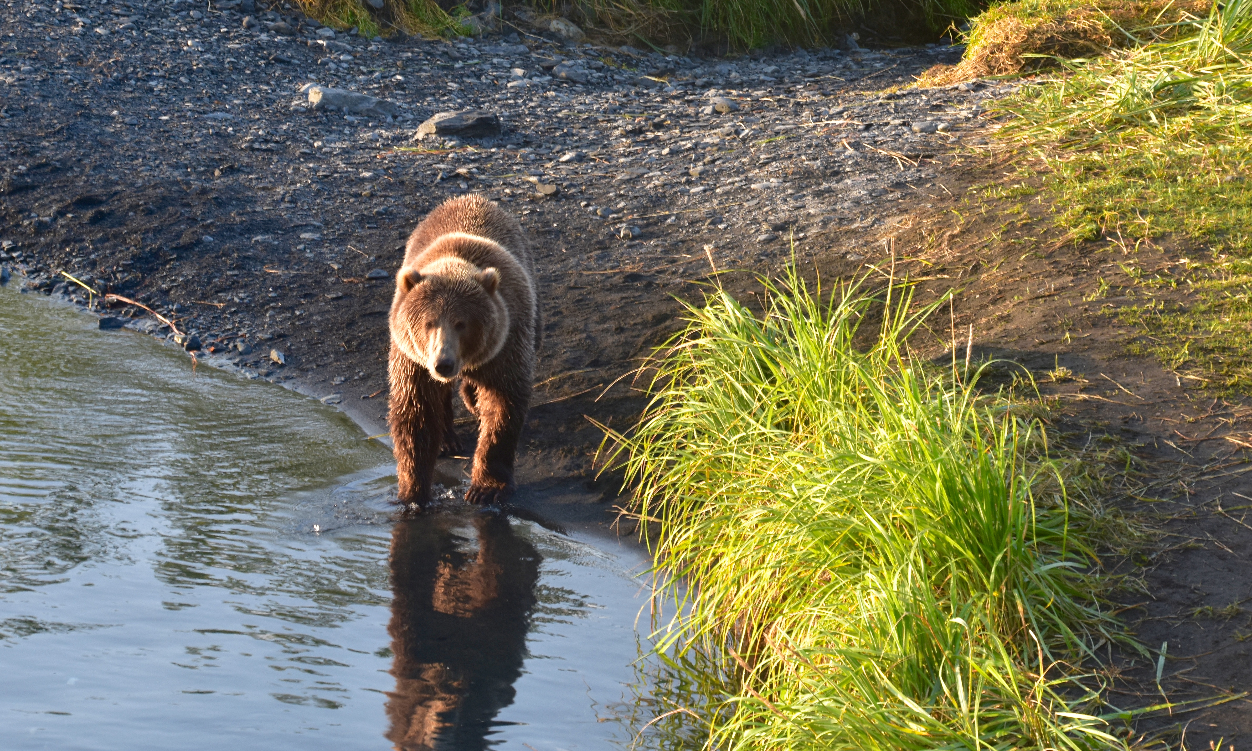 Fishing with Kodiak Brown Bears: A Unique Experience