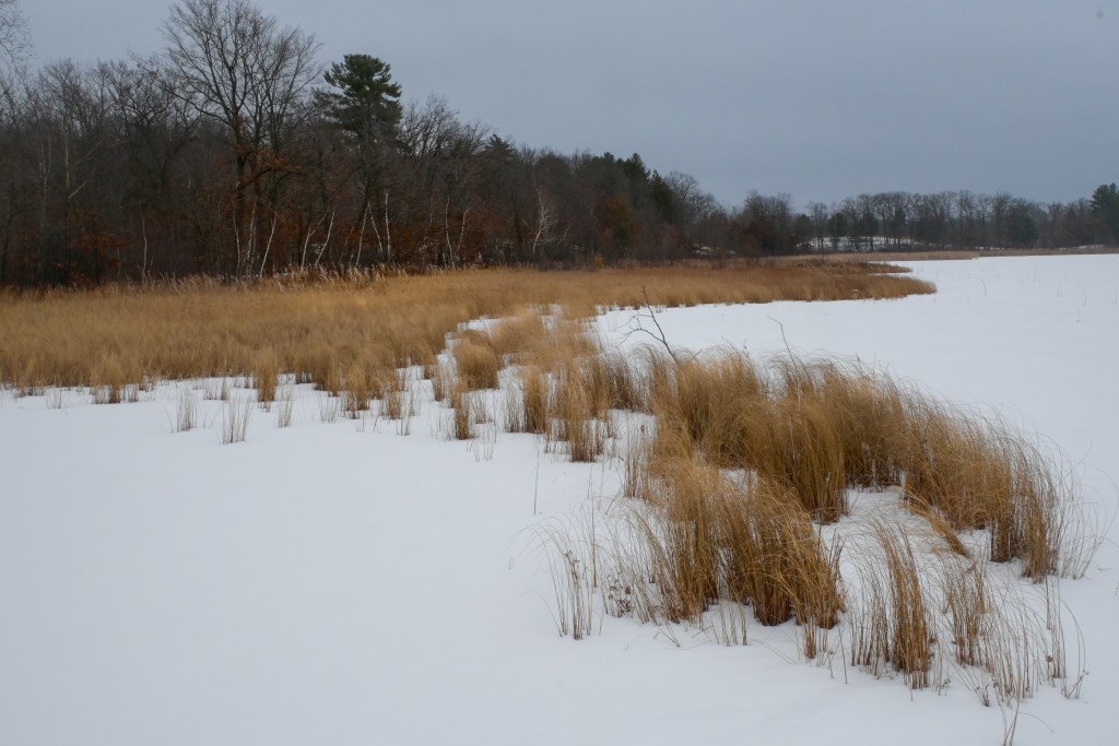 frozen marsh shoreline