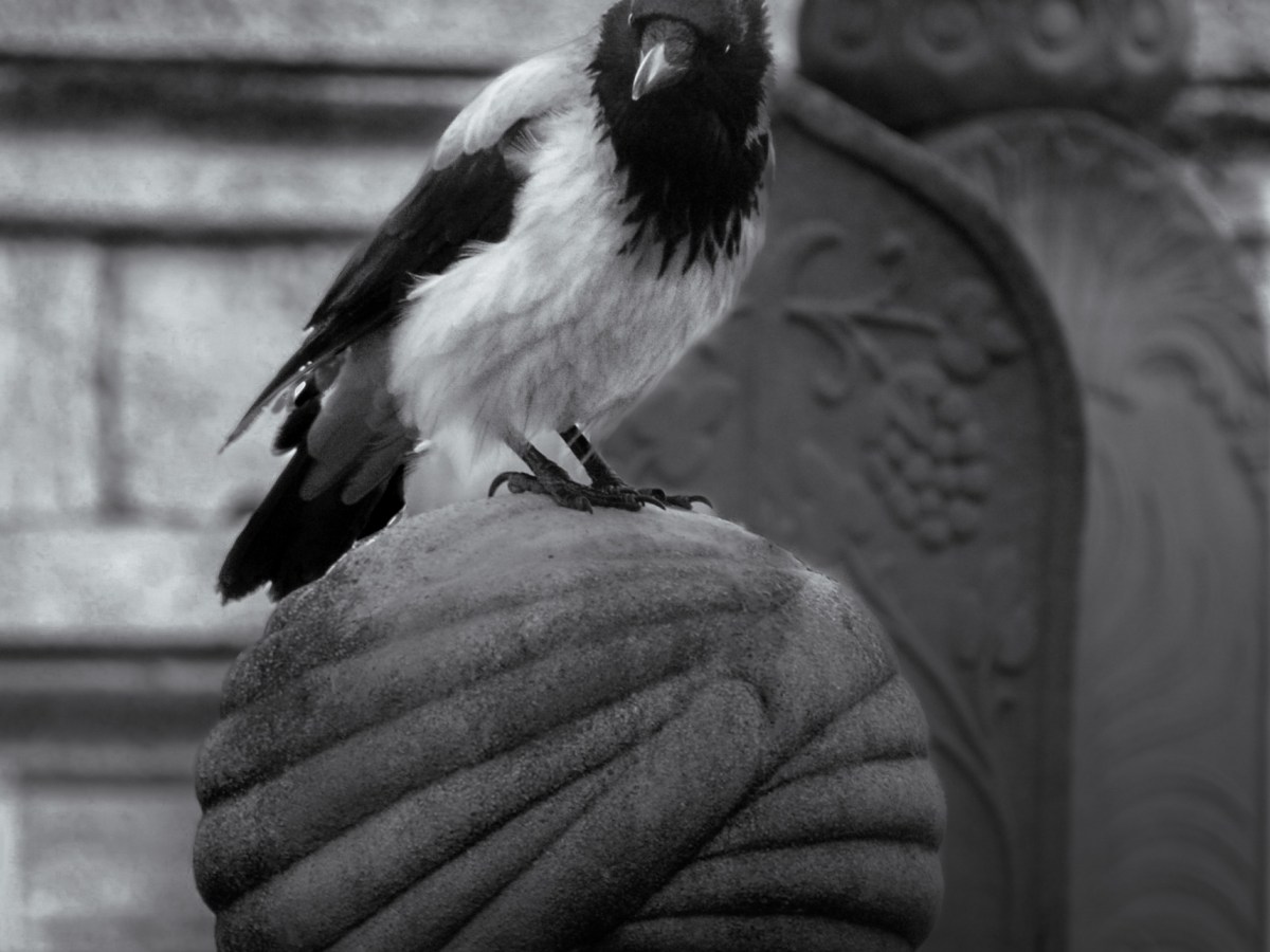 The Hooded Crow of Istanbul