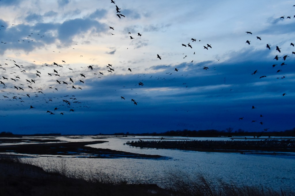 Evening arrival of the Sandhill Cranes