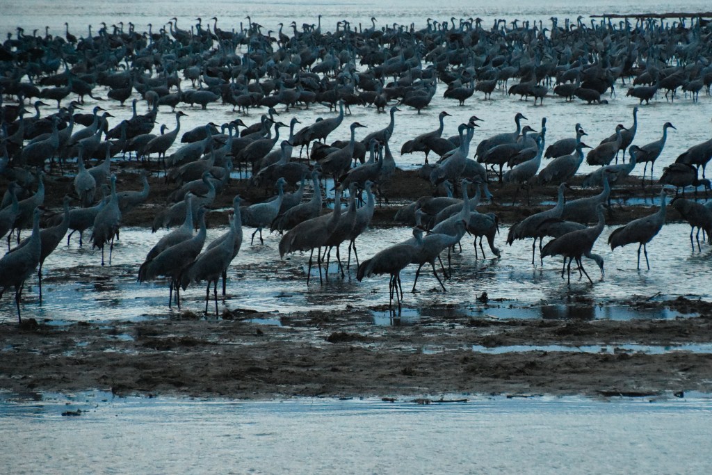Sandhill Cranes before sunrise