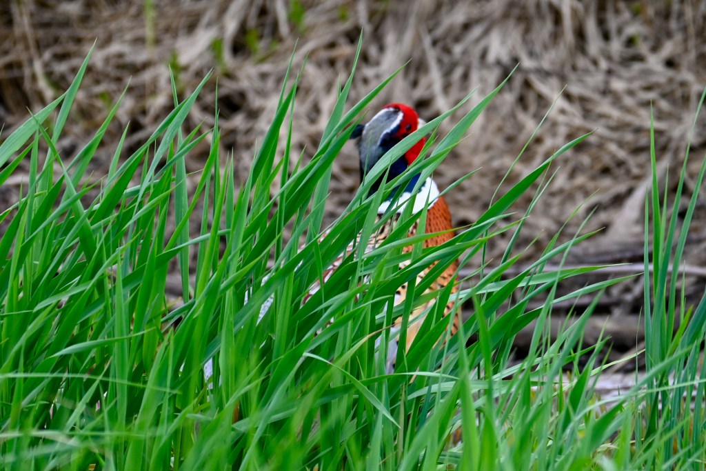 A Pheasant in tall grass