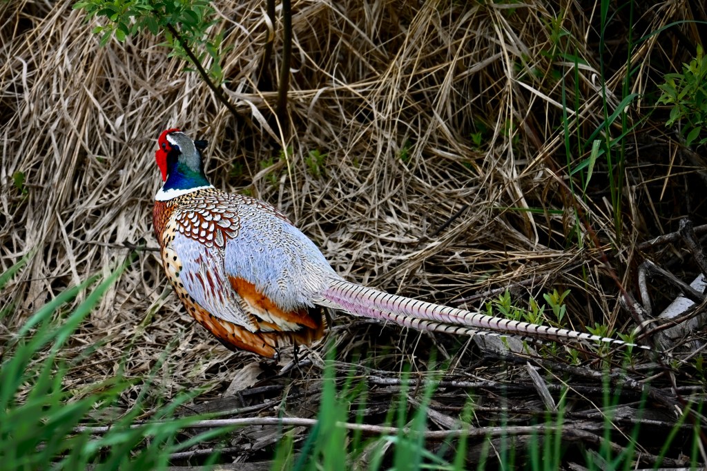 Male Ringed-neck Pheasant. The King of King Rd.
