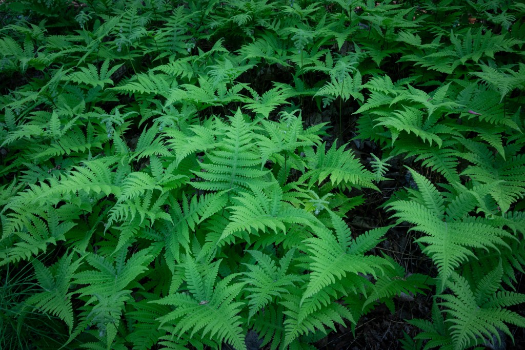 Ferns in Pattison State Park, Wisconsin
