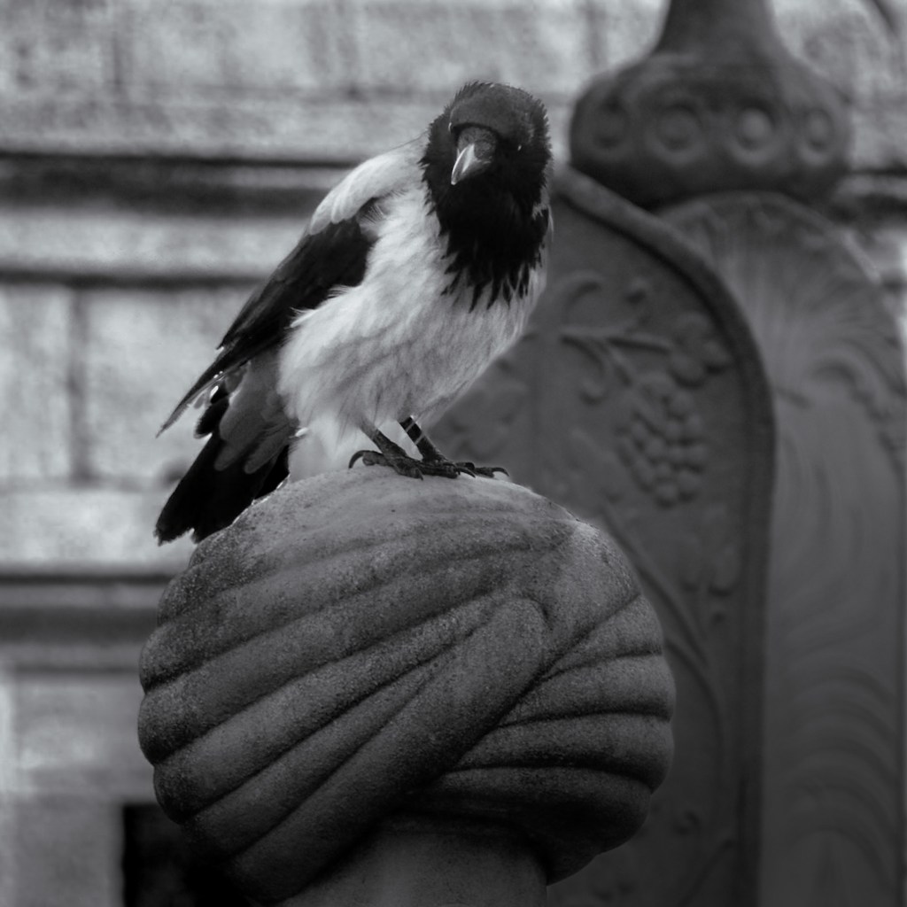 Hooded Crow of Istanbul