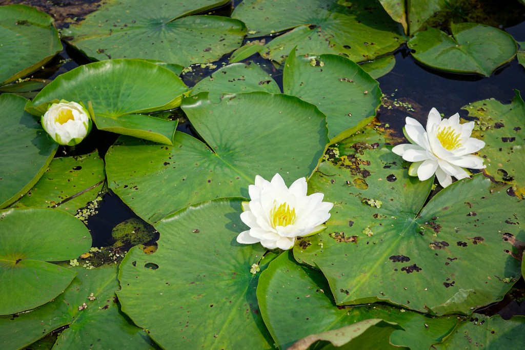 Water Lilies