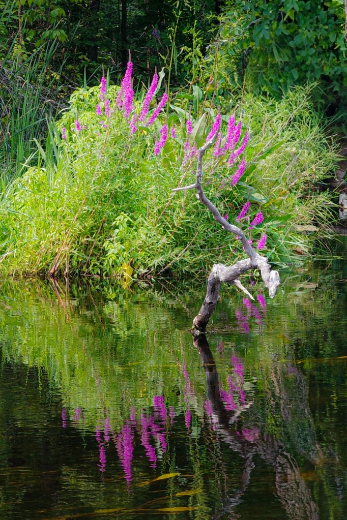Purple Loosestrife in the Yellow River