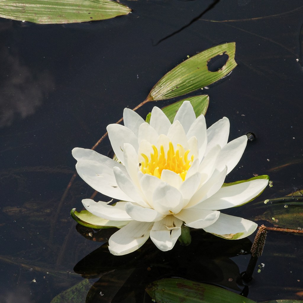Water Lily