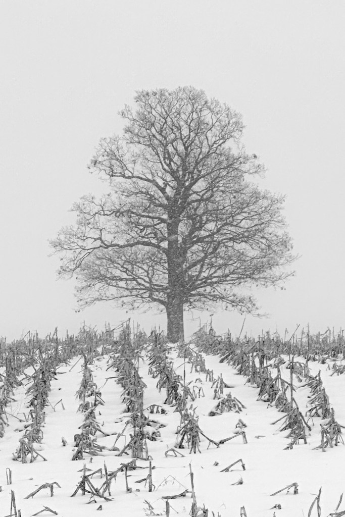 Lone Oak in Cornfield, Northwest Wisconsin