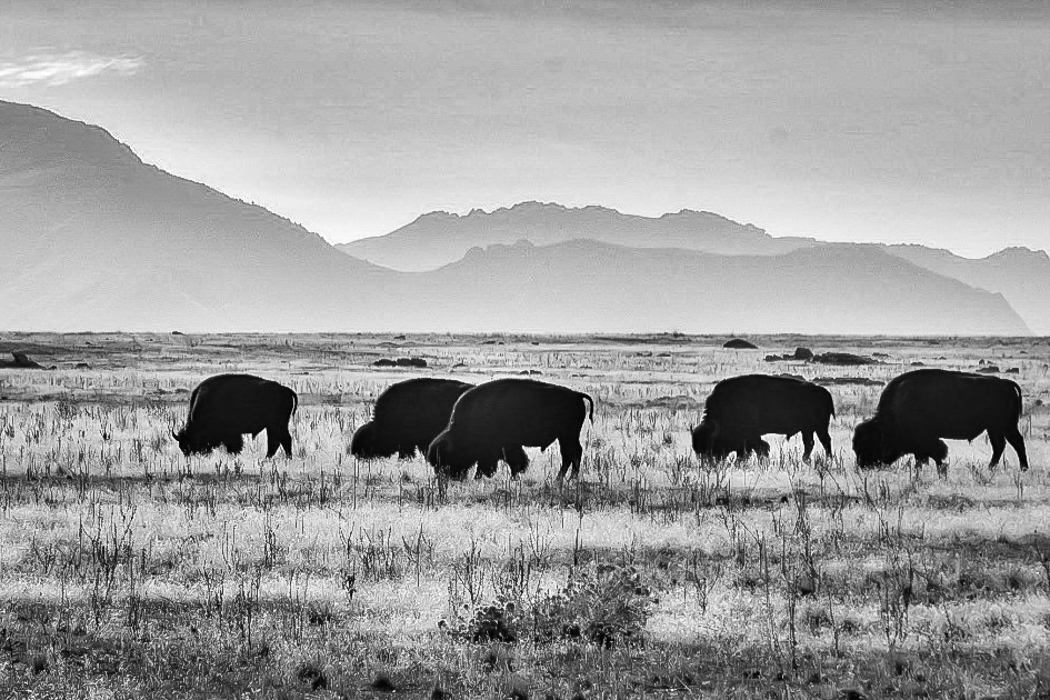 Bison of Antelope Island, Great Salt Lake, Utah