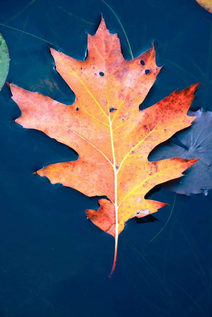 Red Oak Leaf on Pond