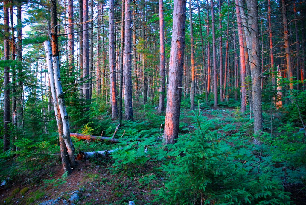 A Boreal Forest frames the cliffs at Pictured Rocks National Lakeshore