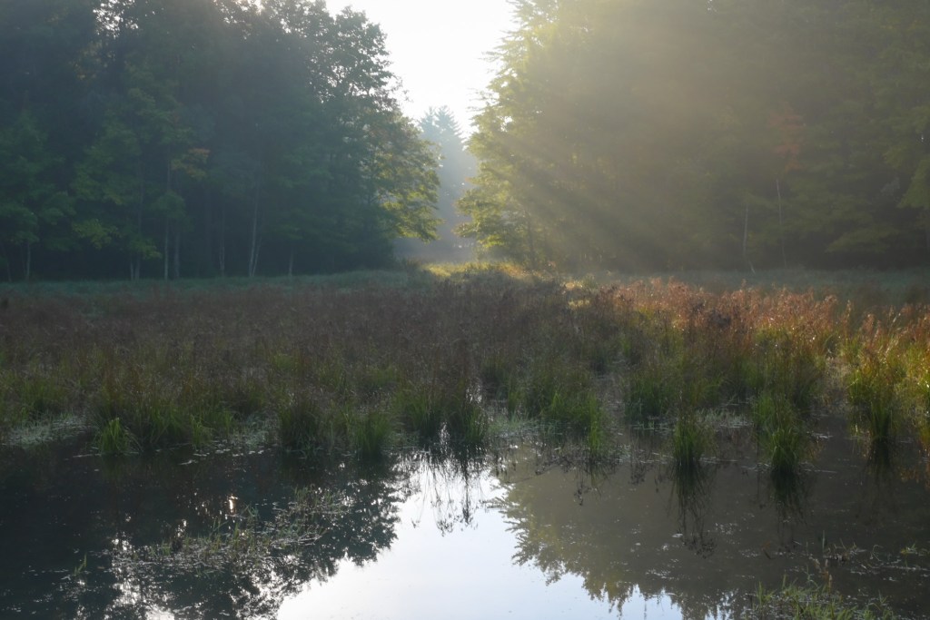 Rays of sunlight through shine through a gap in the forest in northern Wisconsin