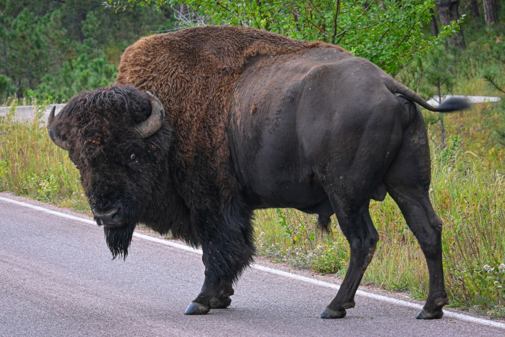 Buffalo have the right of way on the roads of Custer State Park.