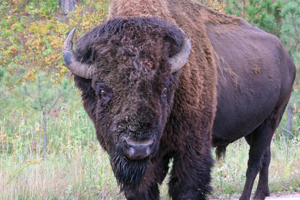 Tatanka. The name comes from the Lakota language of the Sioux Nation. it refers not only to the animal but to a sacred being tied to life, sustenance, and balance.