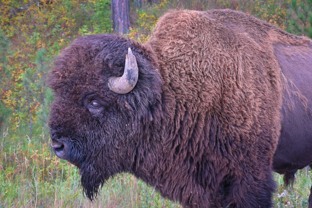 Up close the buffalo is both beautiful and intimidating.