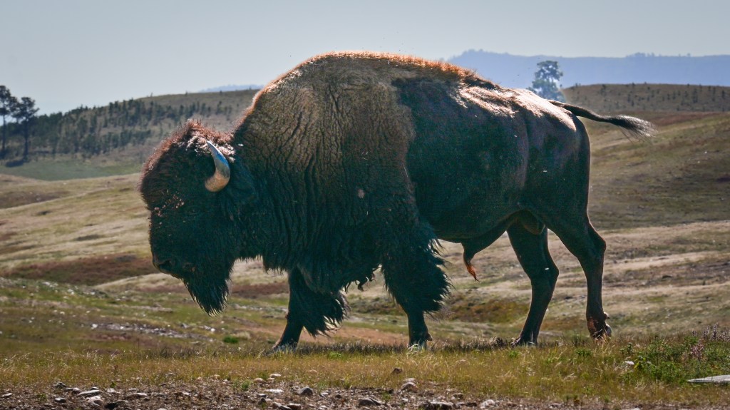 A lone, old bull walks slowly - to somewhere. Perhaps drawn by instinct, tied to the season, only he remembers.
