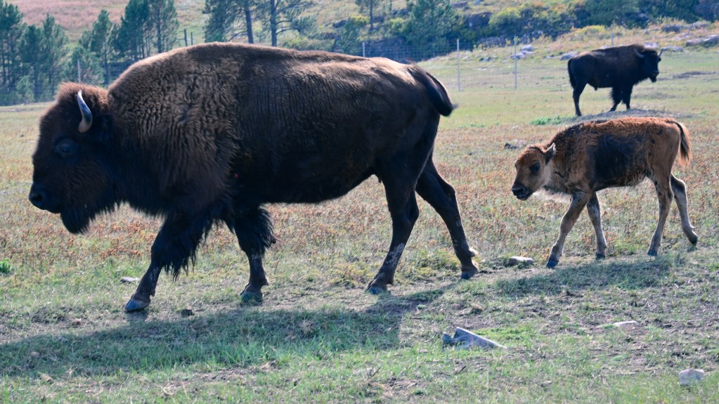 Mothers and calves on the grassland. A new rumble on the prairie.