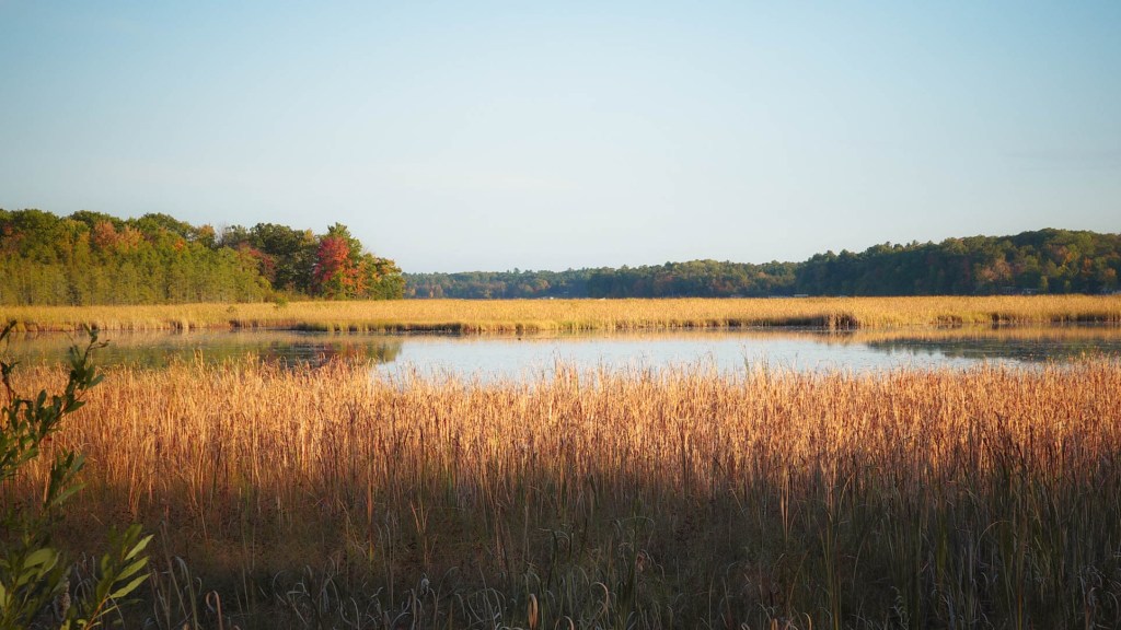 Autumn comes to the marsh of Big Sand Lake, Northwest Wisconsin
