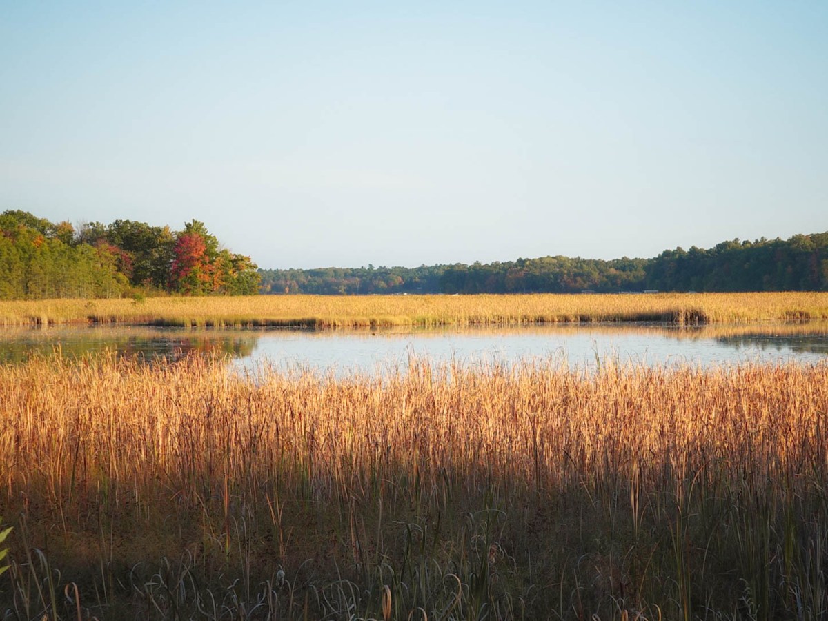 Autumn Walk Along a Nearby Lake