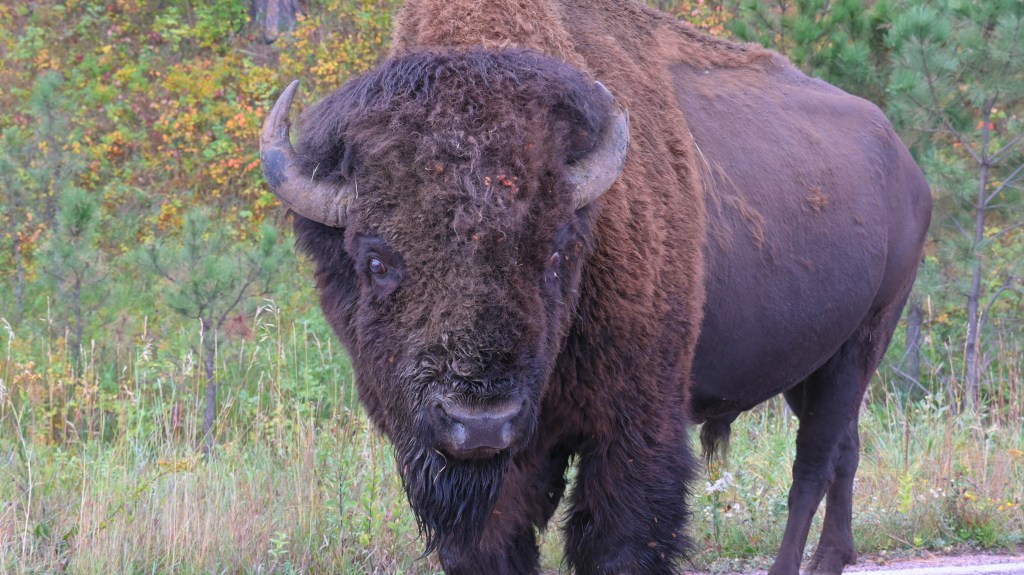 Tatanka