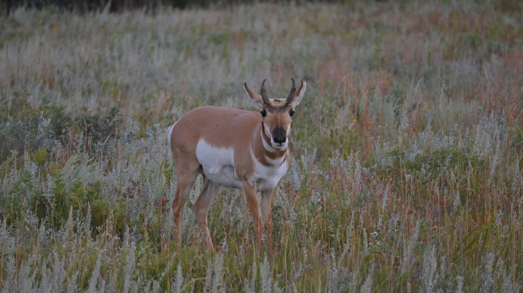 A pronghorn antelope stands in tallgrass prairie