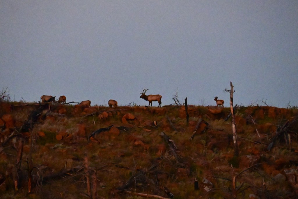 Bull Elk on a Ridgeline in Custer State Park.