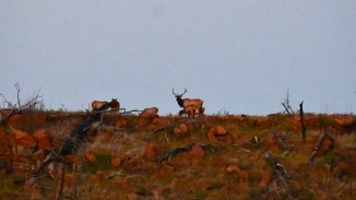 A bull Elk makes eye contact as he watches over the herd in Custer State Park.