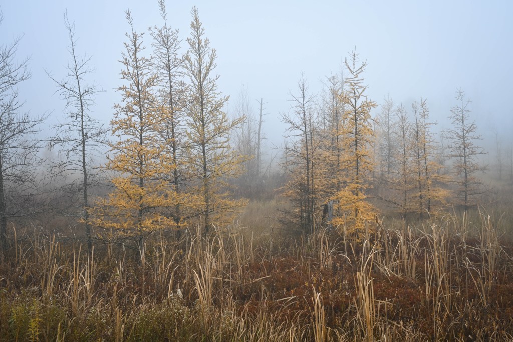 Tamaracks in the Wetlands