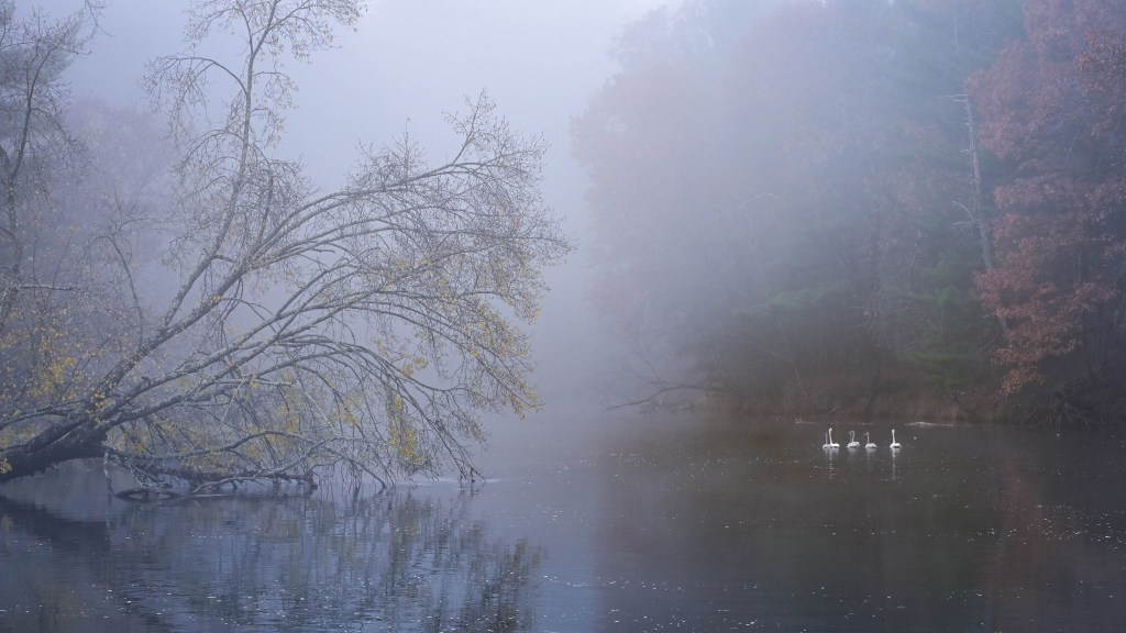 Swans on the Clam River. Foggy Autumn Morning.