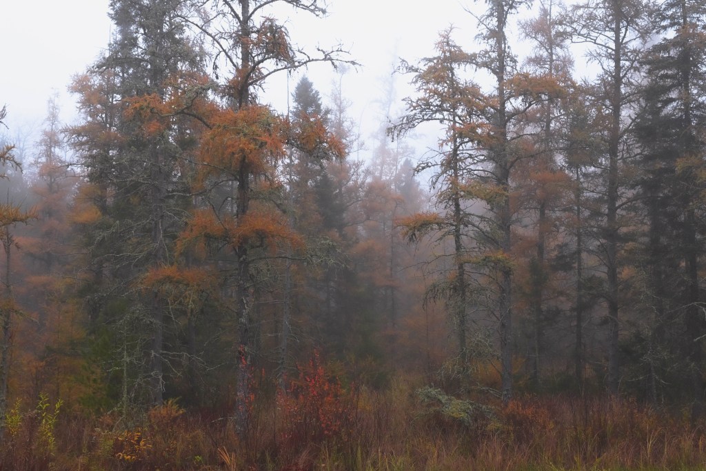 Painterly Tamaracks in Autumn Forest