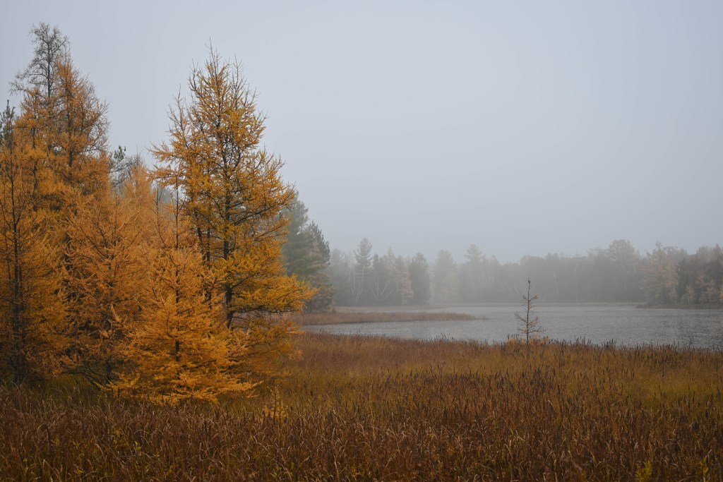 Golden tamaracks glow beside a marsh and small lake.