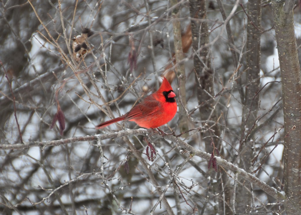 A male Cardinal perched on a branch in winter