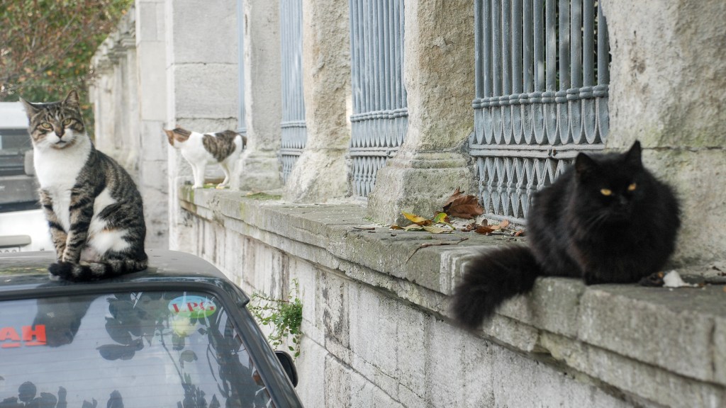 Three cats loitering on a street in Istanbul