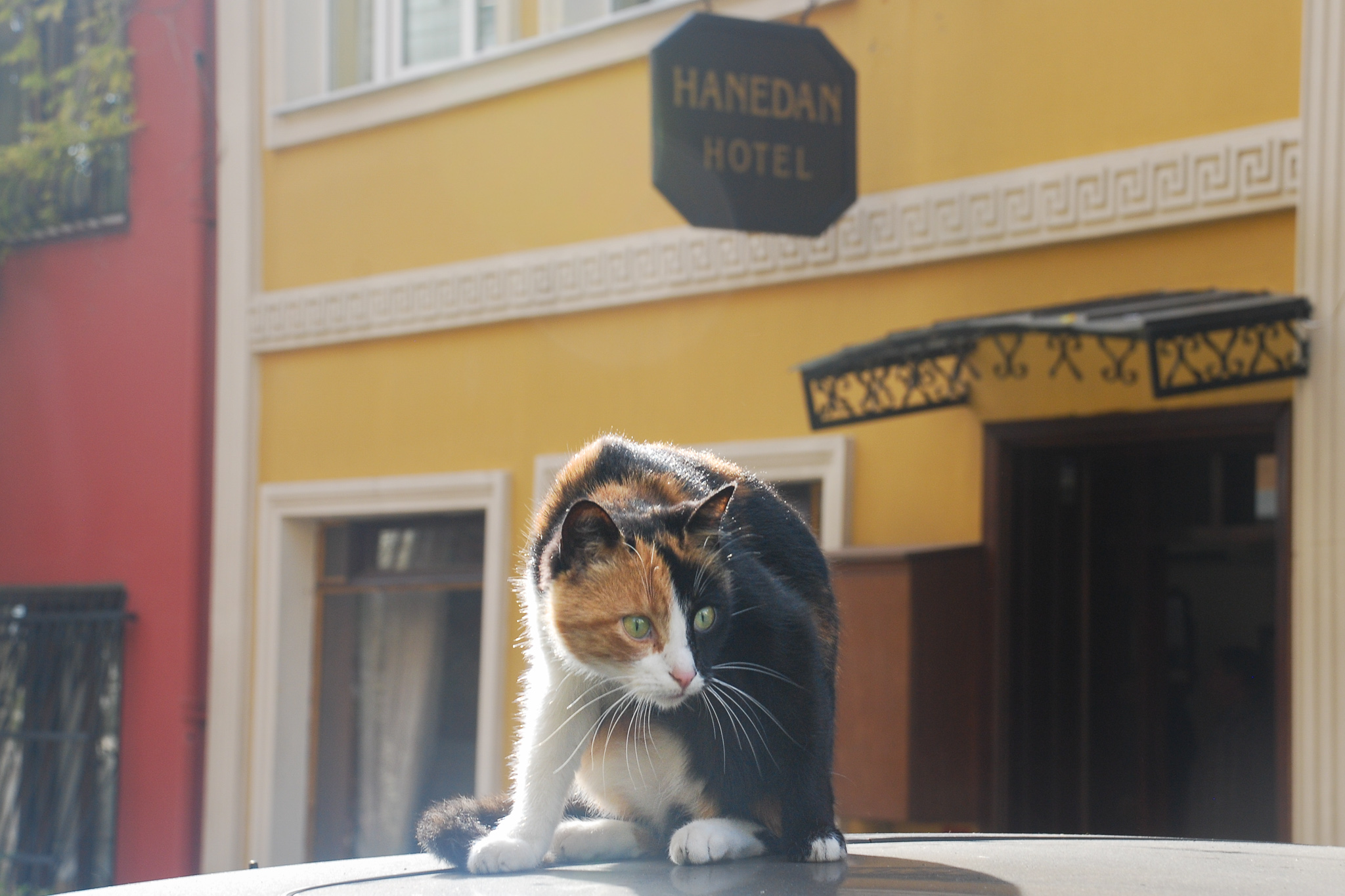 The Cats of Istanbul
