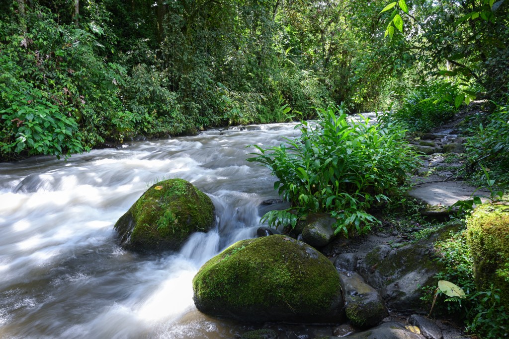 The Quebrada Santa Rosa River flows through the valley of the Mindo Cloud Forest 
