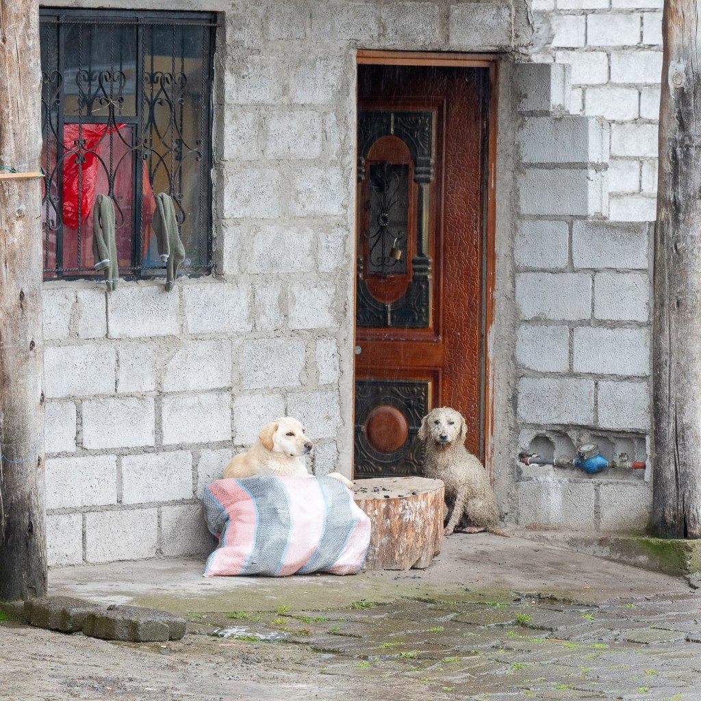 Outside a village home near Quilotoa crater lake, two dogs linger by the doorway on a rainy afternoon in the Ecuadorian Andes.
