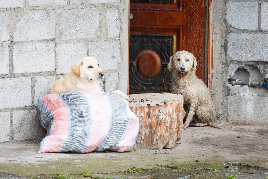 Outside a village home near Quilotoa crater lake, two dogs linger by the doorway on a rainy afternoon in the Ecuadorian Andes.