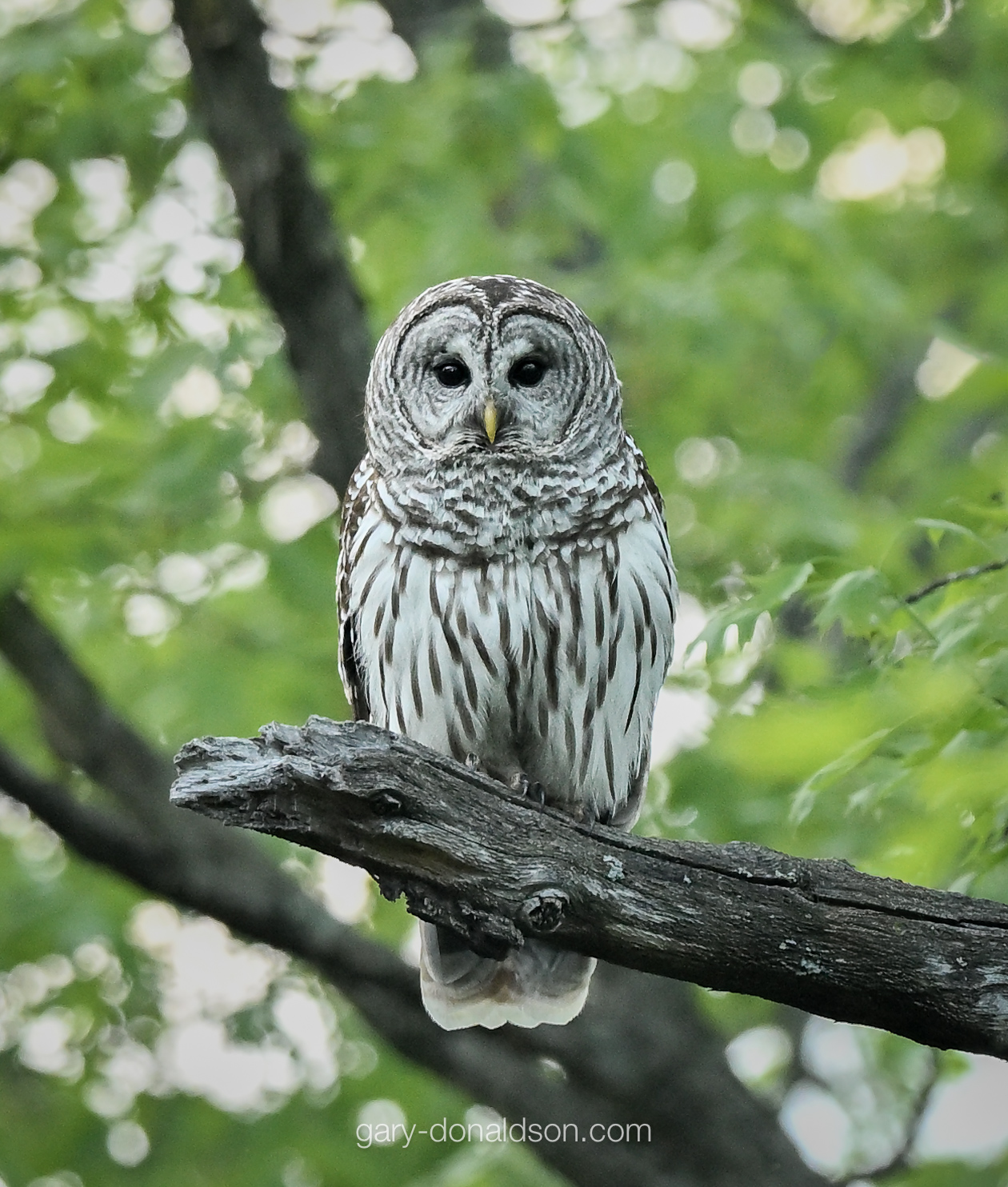 Barred Owl
