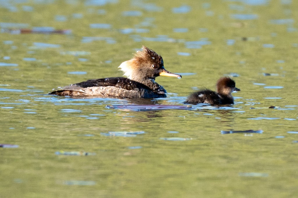 A female Hooded Merganser swims with her young on a Northwoods lake