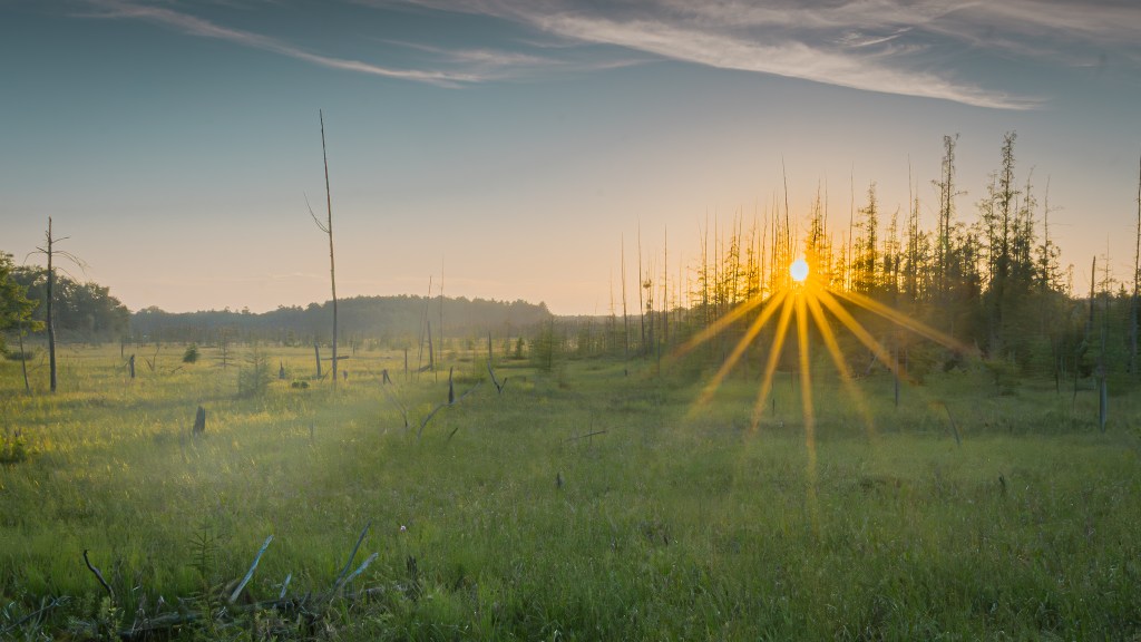 Sunrays beam through tamaracks on a summer evening at Dongola bog.