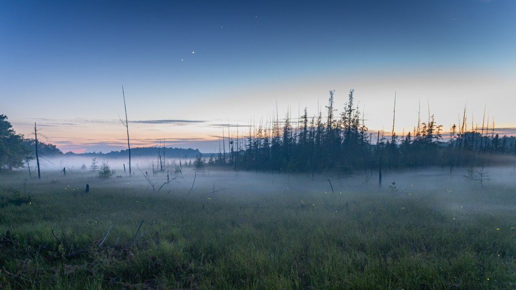 the first stars of the evening shine over a foggy bog twinkling with fireflies in northwest Wisconsin