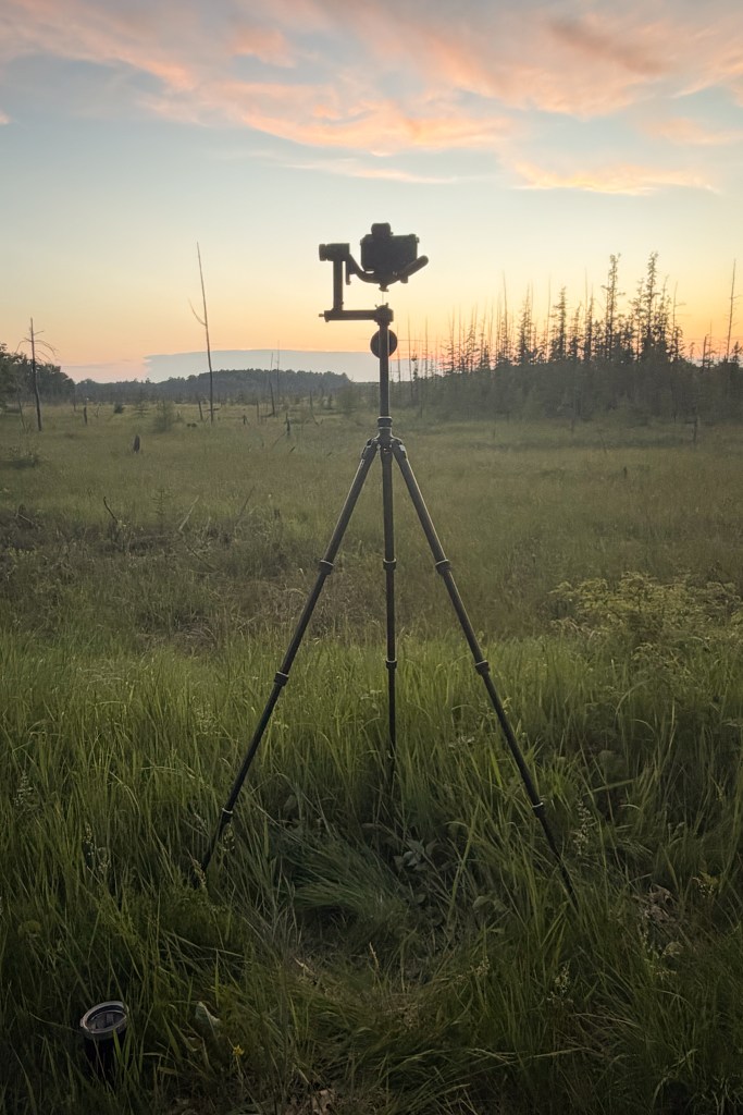 The Nikon Z6lll, sitting on a gimbaled tripod head looks out over a Northwoods bog on a summer evening