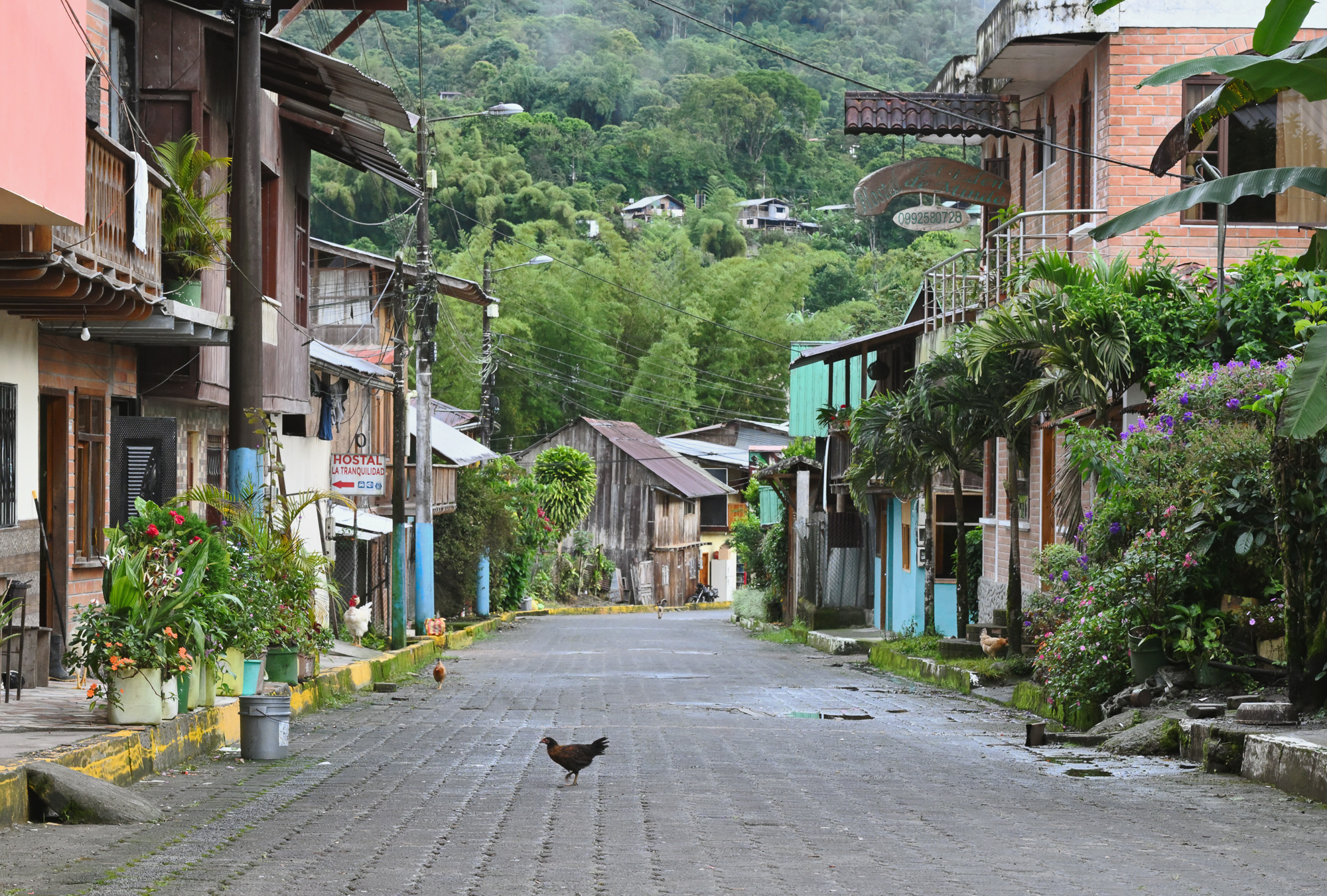 Morning in Mindo