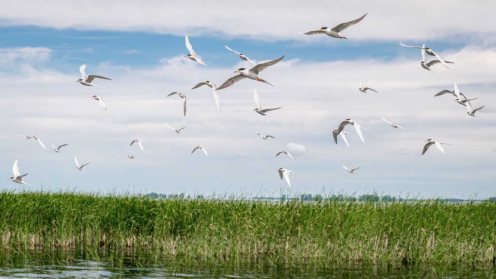 A flock of Terns fly over an island of reeds on Lake St. Clair in the Great Lake system.
