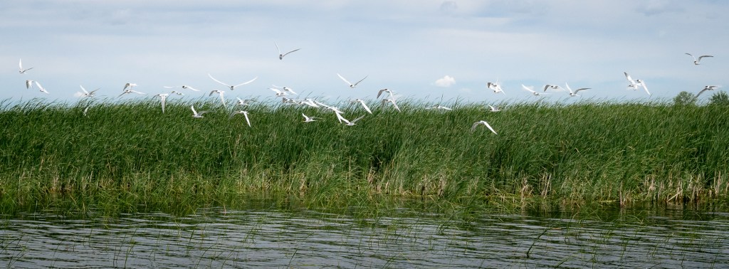 A flock of Common Terns take flight over an island of grasses on lake St. Clair in the Great Lakes system