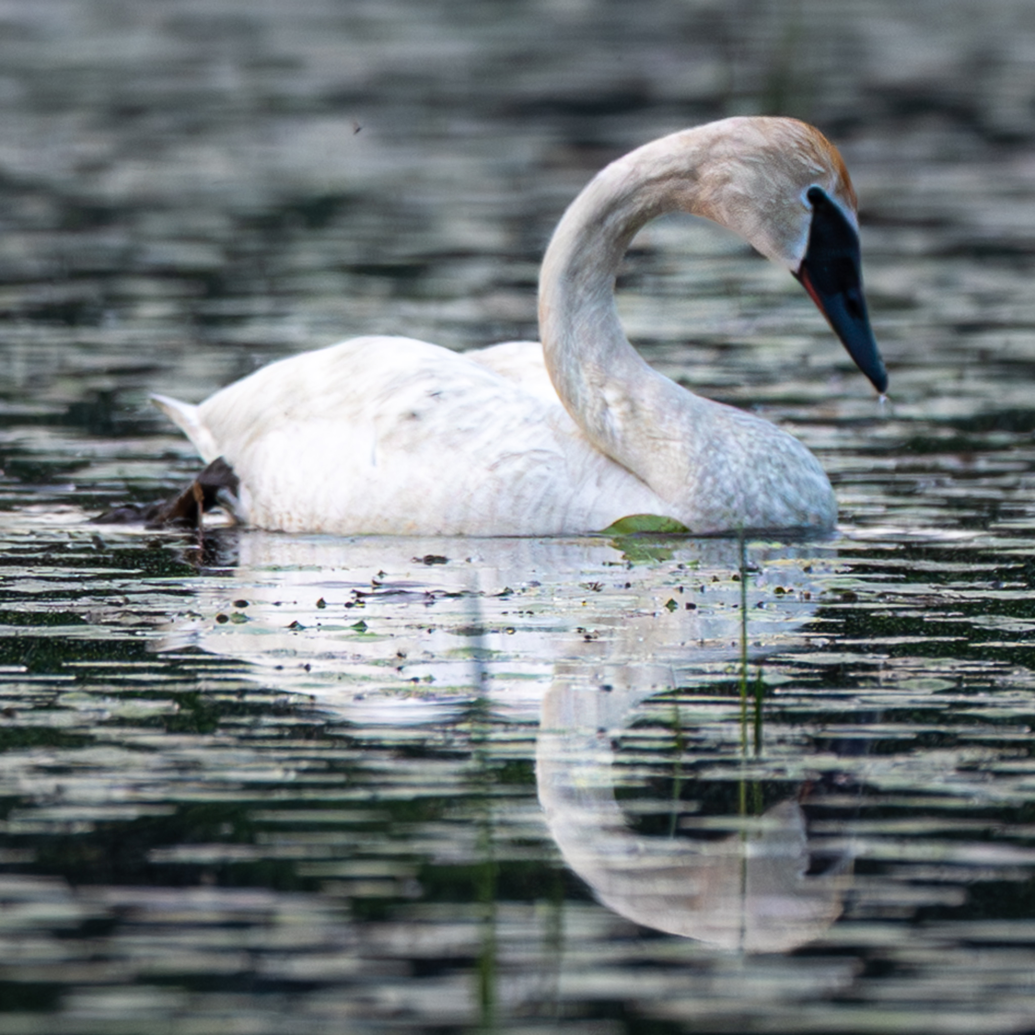 The Little Lake Across the Road and the Trumpeter Swan