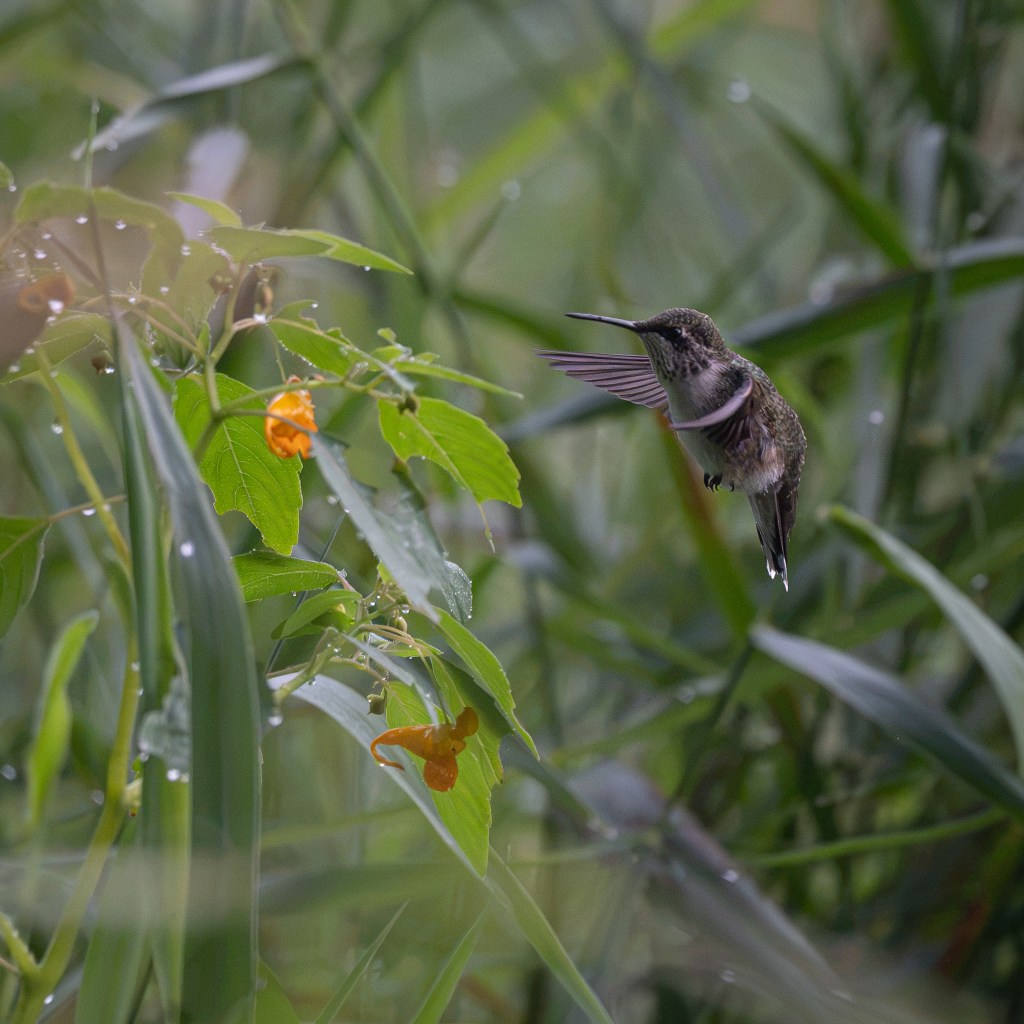 A Ruby-throated Hummingbird hovers beside orange jewelweed blossoms surrounded by lush green foliage.