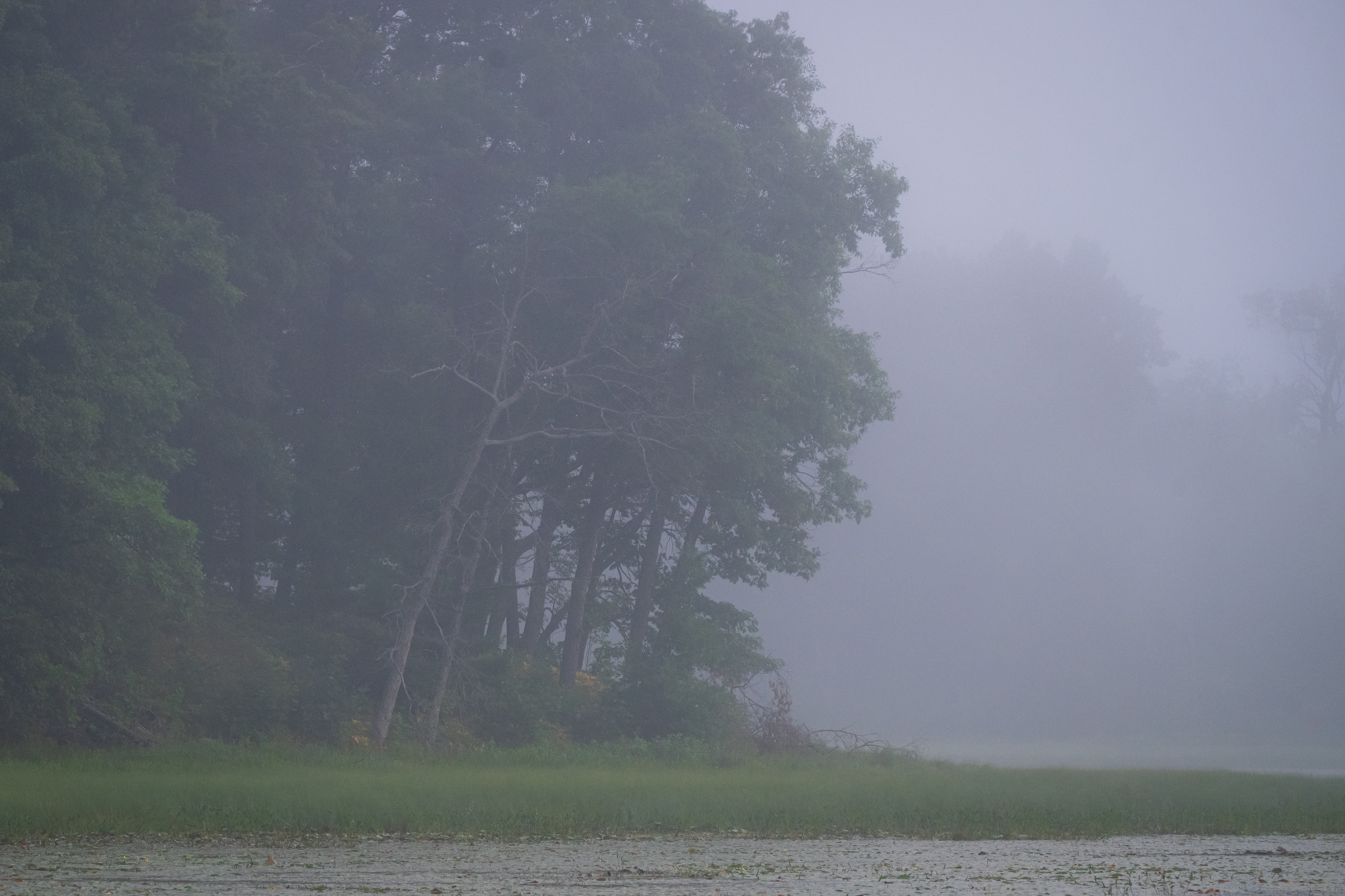 Dense morning fog drifts across the shoreline of Little Lake, where a stand of trees fades into the mist above calm water.