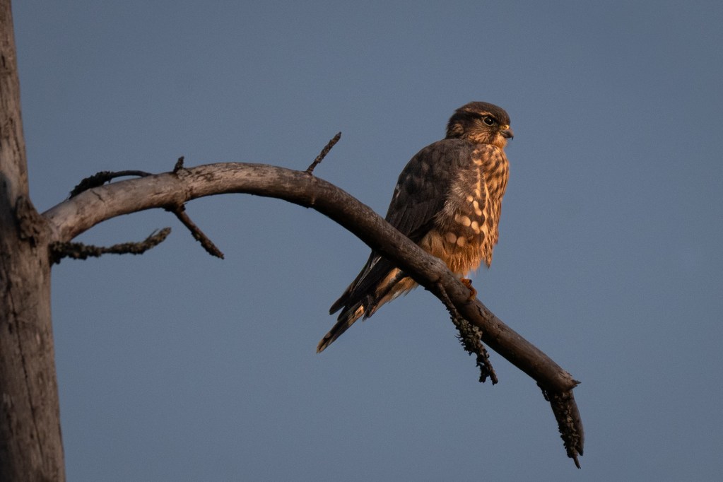 A Merlin perched on the curved end of a bare pine branch, photographed against a soft blue sky along Minnesota’s North Shore of Lake Superior.
